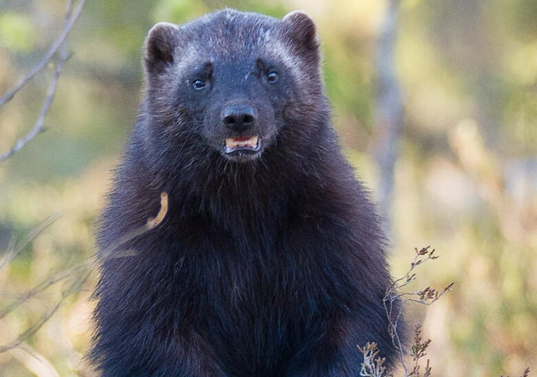picture of a wolverine, standing on its hind legs in the forest