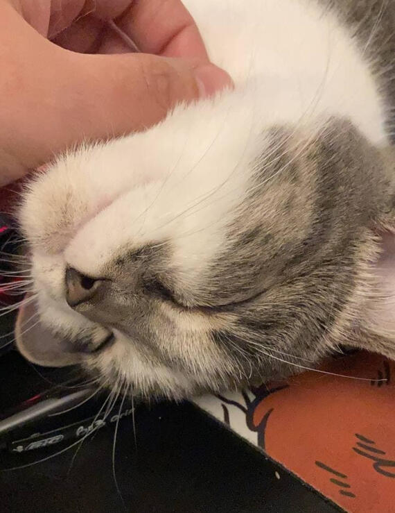 Close up photo of my gray and white cat, Naomi.